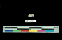 藏品(磷灰石)的圖片